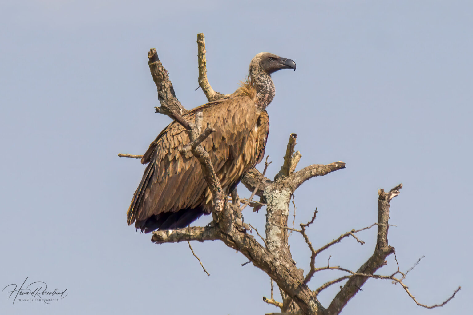 White-backed Vulture (Gyps africanus) @ Hluhluwe-iMfolozi Park, South Africa. Photo: Håvard Rosenlund
