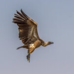 White-backed Vulture (Gyps africanus) @ Hluhluwe-iMfolozi Park, South Africa. Photo: Håvard Rosenlund