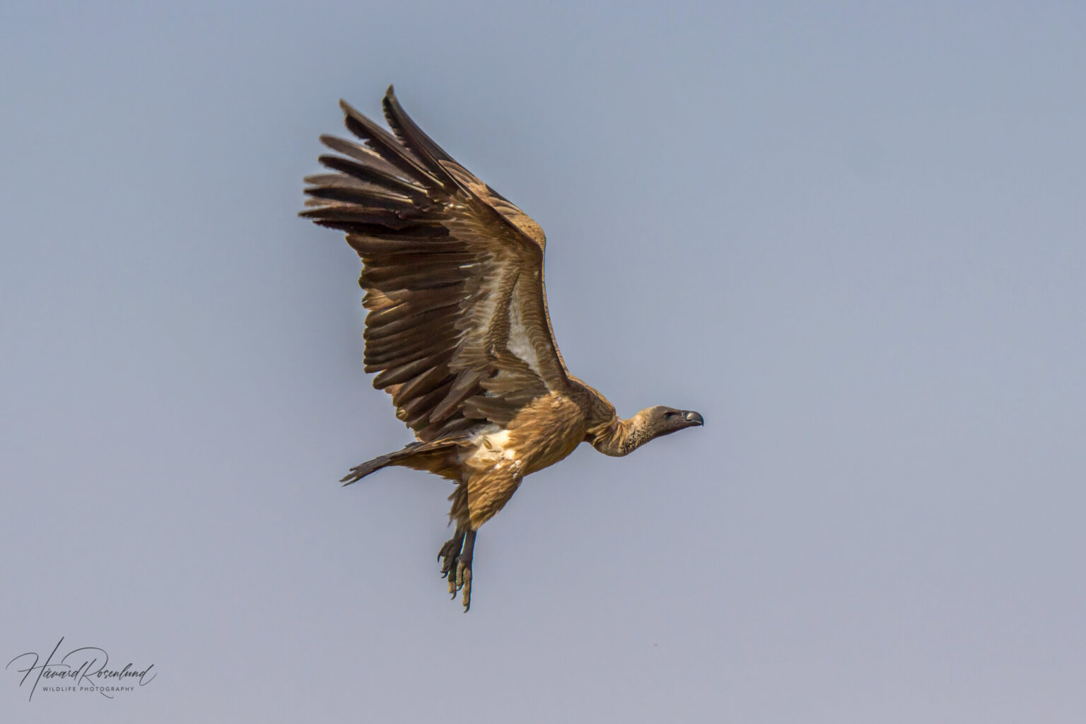White-backed Vulture (Gyps africanus) @ Hluhluwe-iMfolozi Park, South Africa. Photo: Håvard Rosenlund