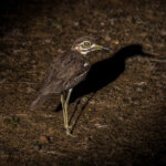 Water Thick-knee (Burhinus vermiculatus) @ Eastern Shores - iSimangaliso Wetland Park, South Africa. Photo: Håvard Rosenlund