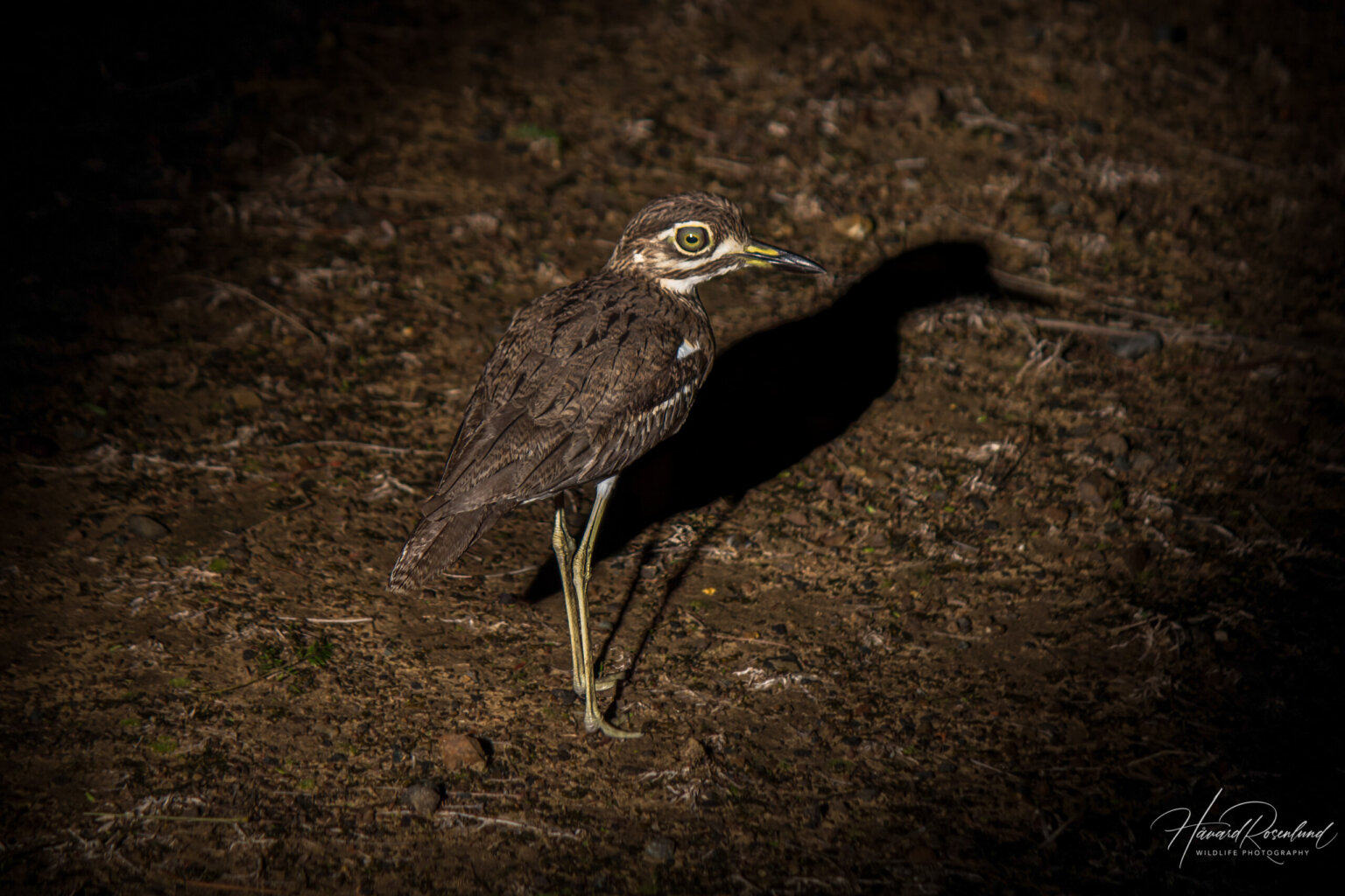 Water Thick-knee (Burhinus vermiculatus) @ Eastern Shores - iSimangaliso Wetland Park, South Africa. Photo: Håvard Rosenlund