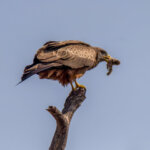 Yellow-billed Kite (Milvus aegyptius) @ Hluhlwe-iMfolozi Park, South Africa. Photo: Håvard Rosenlund
