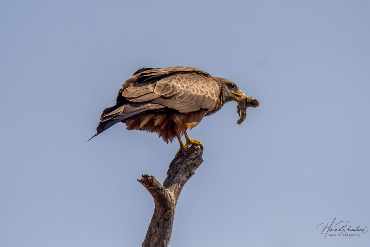 Yellow-billed Kite (Milvus aegyptius) @ Hluhlwe-iMfolozi Park, South Africa. Photo: Håvard Rosenlund
