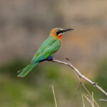 White-fronted Bee-eater (Merops bullockoides) @ Hluhluwe-iMfolozi Park, South Africa. Photo: Håvard Rosenlund