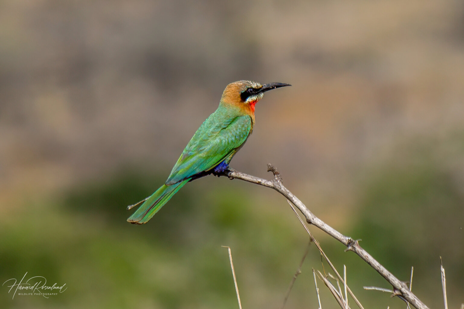 White-fronted Bee-eater (Merops bullockoides) @ Hluhluwe-iMfolozi Park, South Africa. Photo: Håvard Rosenlund