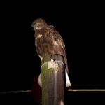 Brown Snake-Eagle (Circaetus cinereus) @ Eastern Shores - iSimangaliso Wetland Park, South Africa. Photo: Håvard Rosenlund
