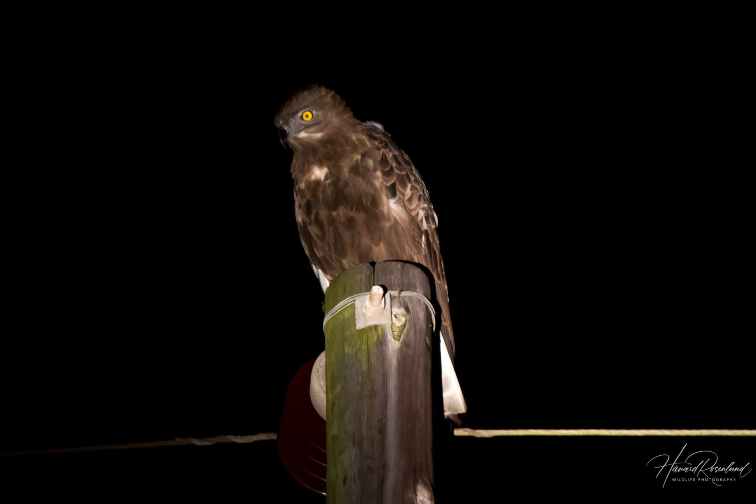 Brown Snake-Eagle (Circaetus cinereus) @ Eastern Shores - iSimangaliso Wetland Park, South Africa. Photo: Håvard Rosenlund