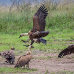White-backed Vulture (Gyps africanus) @ Hluhluwe-iMfolozi Park, South Africa. Photo: Håvard Rosenlund