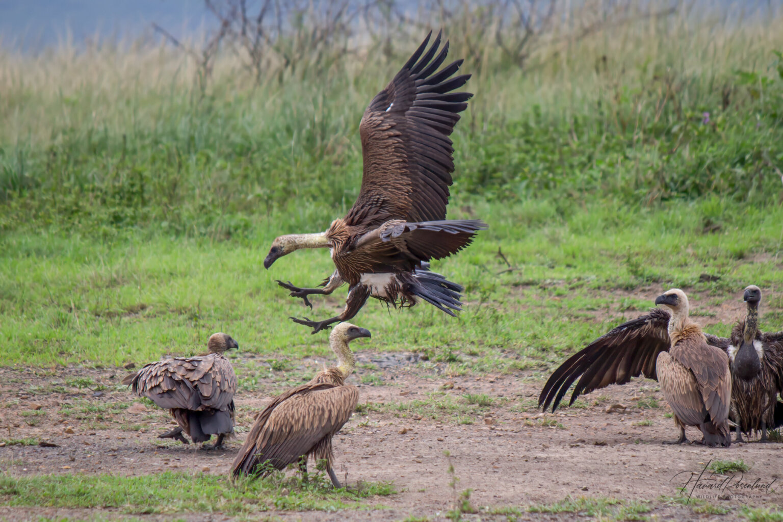 White-backed Vulture (Gyps africanus) @ Hluhluwe-iMfolozi Park, South Africa. Photo: Håvard Rosenlund
