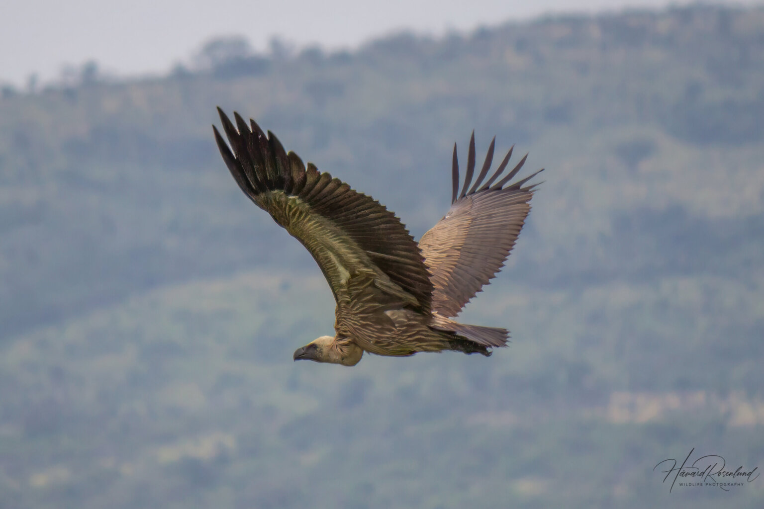 White-backed Vulture (Gyps africanus) @ Hluhluwe-iMfolozi Park, South Africa. Photo: Håvard Rosenlund