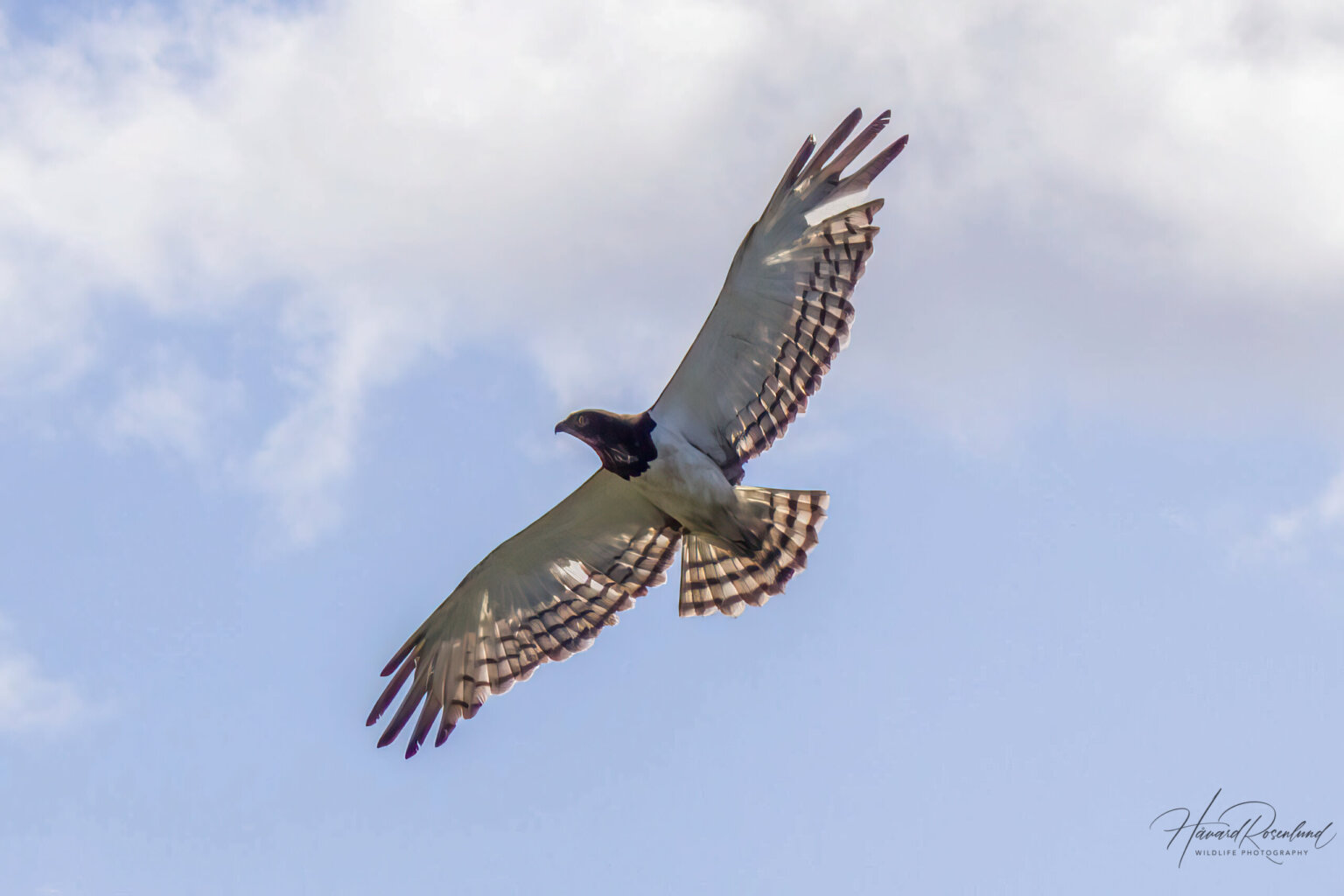 Black-chested Snake Eagle (Circaetus pectoralis) @ Tembe Elephant Park, South Africa. Photo: Håvard Rosenlund