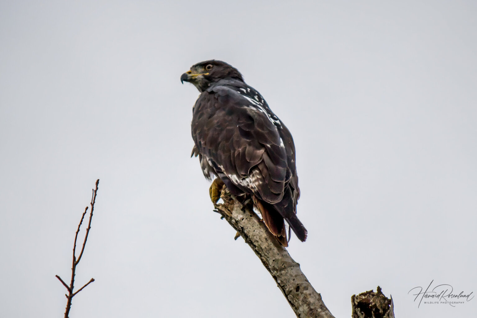 Jackal Buzzard (Buteo rufofuscus) @ Hluhluwe-iMfolozi Park, South Africa. Photo: Håvard Rosenlund