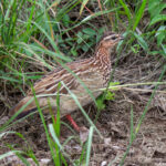 Crested Francolin (Ortygornis sephaena) @ Tembe Elephant Park, South Africa. Photo: Håvard Rosenlund