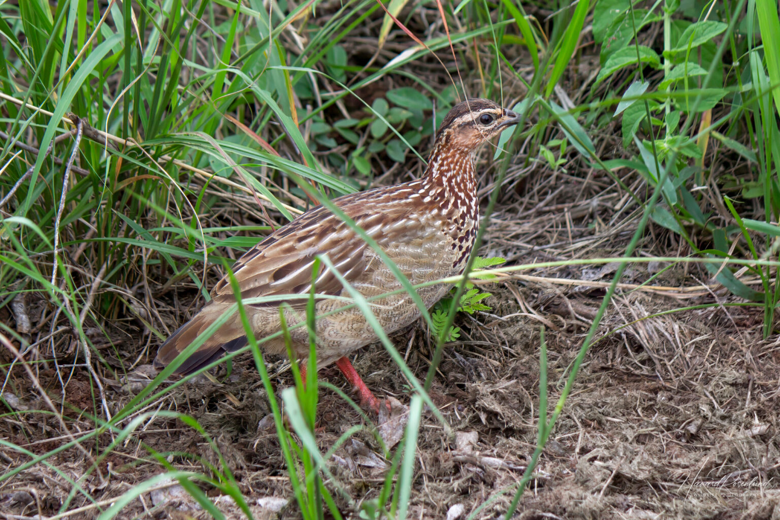 Crested Francolin (Ortygornis sephaena) @ Tembe Elephant Park, South Africa. Photo: Håvard Rosenlund