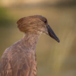 Hamerkop (Scopus umbretta) @ Hluhluwe-iMfolozi Park, South Africa. Photo: Håvard Rosenlund