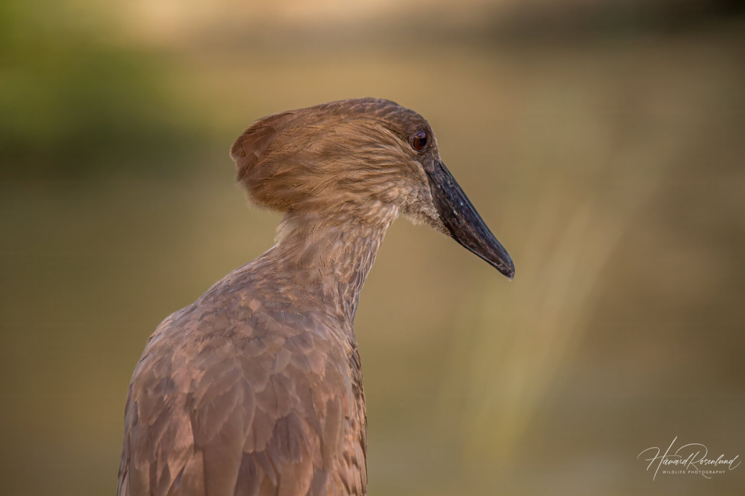 Hamerkop (Scopus umbretta) @ Hluhluwe-iMfolozi Park, South Africa. Photo: Håvard Rosenlund