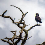 Black-chested Snake Eagle (Circaetus pectoralis) @ Tembe Elephant Park, South Africa. Photo: Håvard Rosenlund