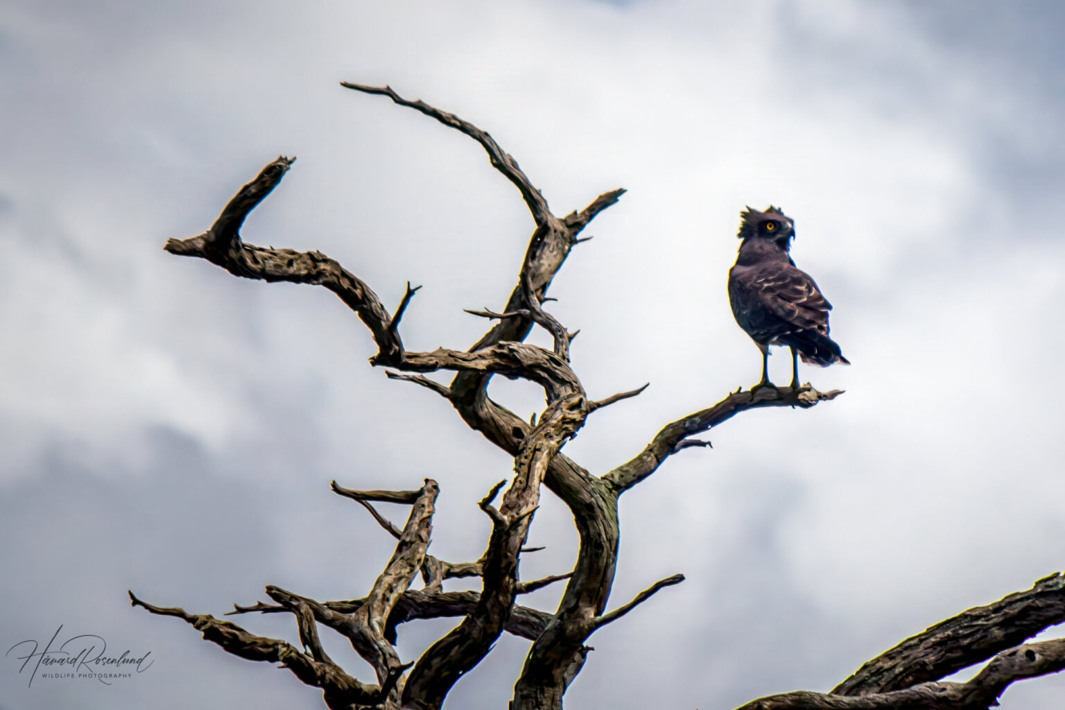 Black-chested Snake Eagle (Circaetus pectoralis) @ Tembe Elephant Park, South Africa. Photo: Håvard Rosenlund