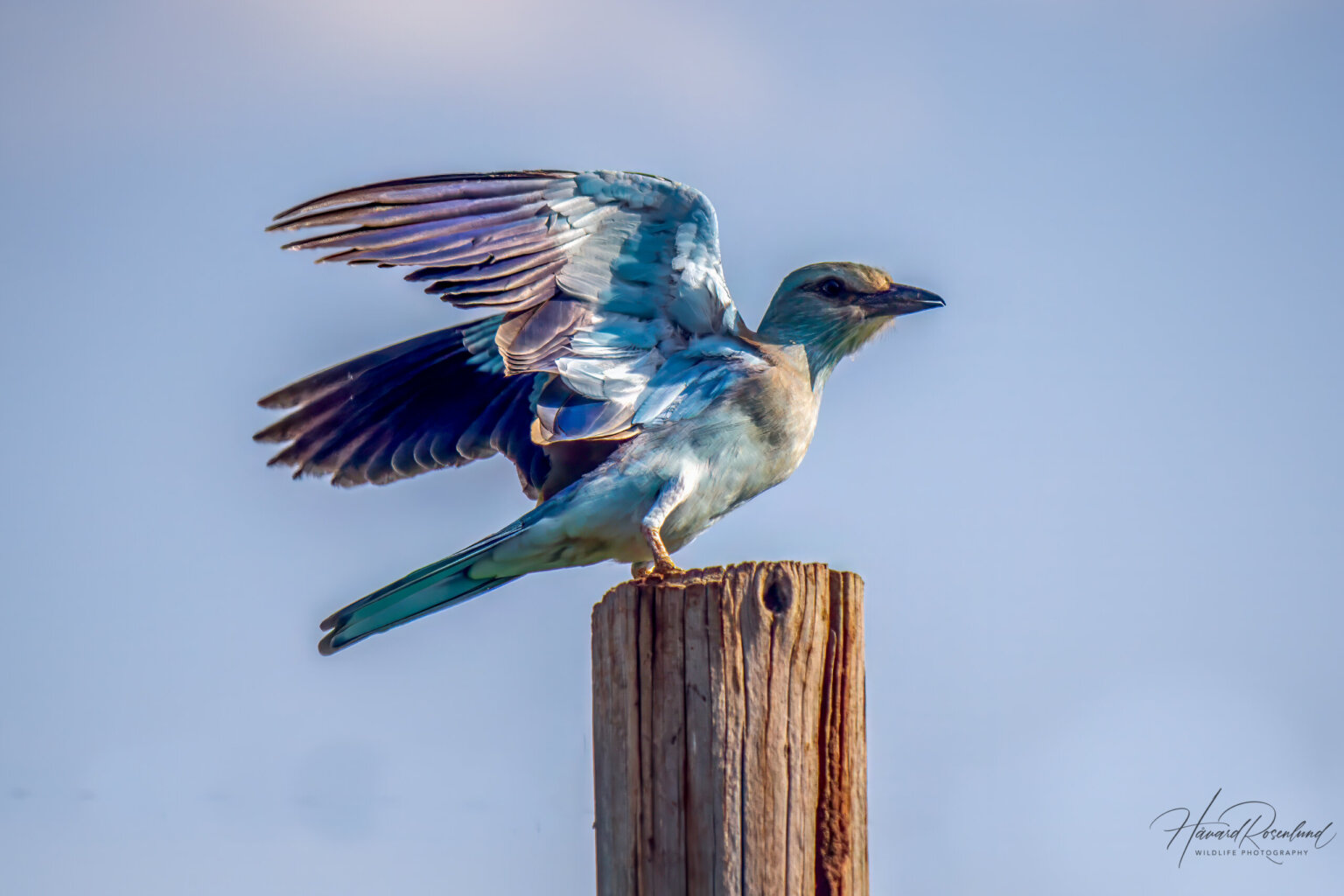European Roller (Coracias garrulus) @ Ndumo Game Reserve, South Africa. Photo: Håvard Rosenlund