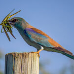 European Roller (Coracias garrulus) @ Ndumo Game Reserve, South Africa. Photo: Håvard Rosenlund