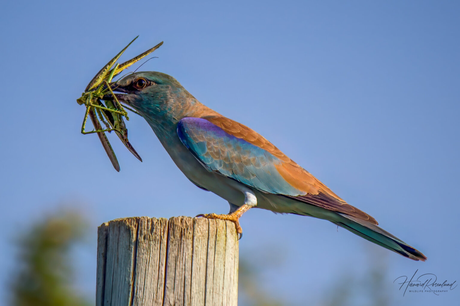 European Roller (Coracias garrulus) @ Ndumo Game Reserve, South Africa. Photo: Håvard Rosenlund