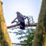 African Harrier-Hawk (Polyboroides typus) @ Ndumo Game Reserve, South Africa. Photo: Håvard Rosenlund