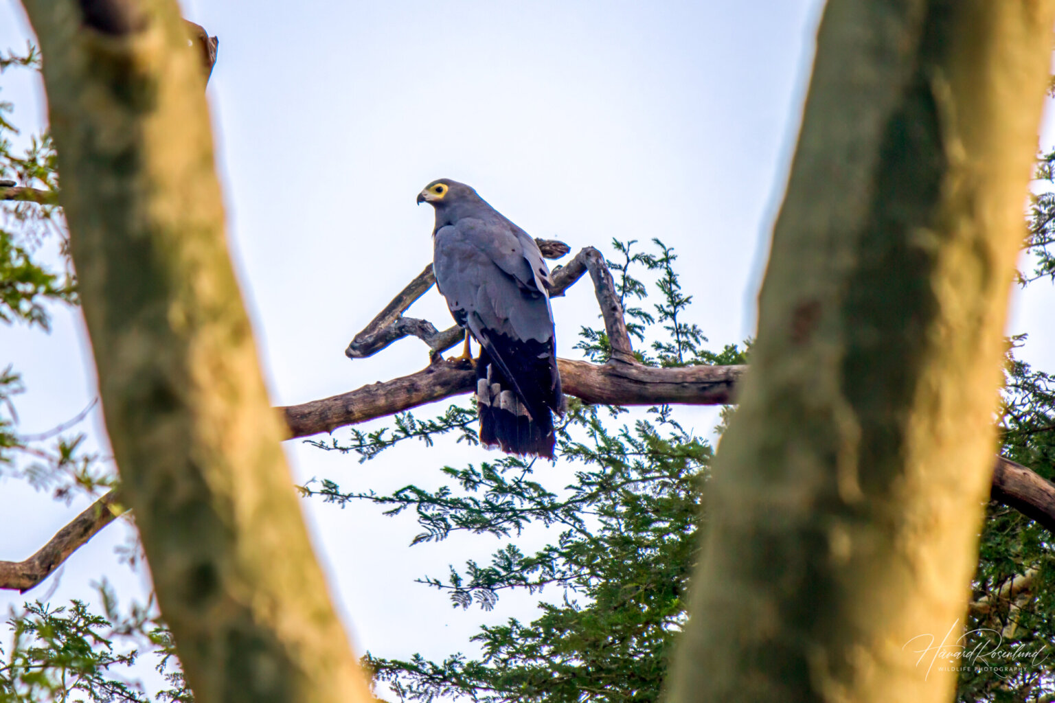 African Harrier-Hawk (Polyboroides typus) @ Ndumo Game Reserve, South Africa. Photo: Håvard Rosenlund