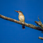 Brown-hooded Kingfisher (Halcyon albiventris) @ Tembe Elephant Park, South Africa. Photo: Håvard Rosenlund