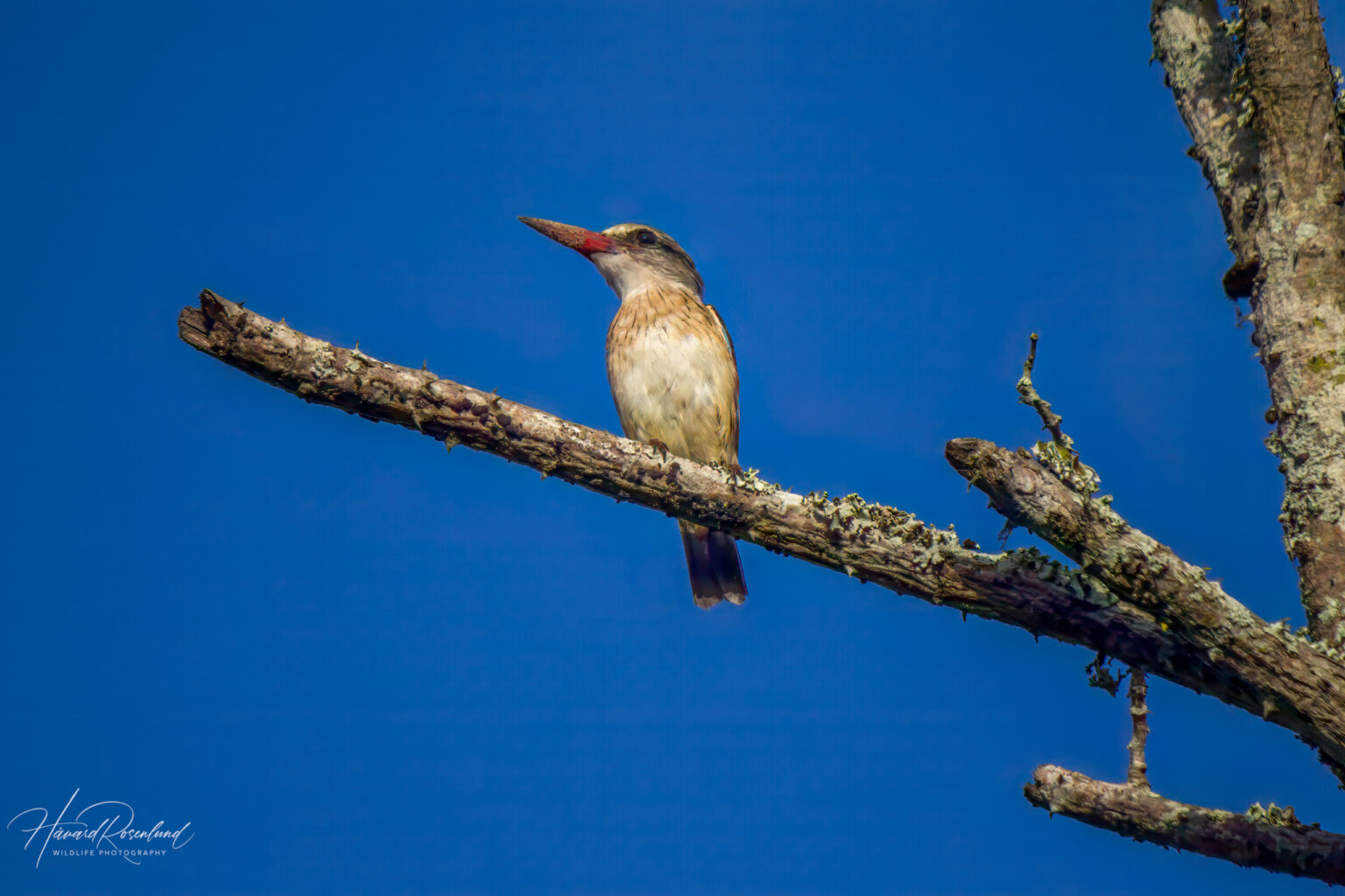 Brown-hooded Kingfisher (Halcyon albiventris) @ Tembe Elephant Park, South Africa. Photo: Håvard Rosenlund
