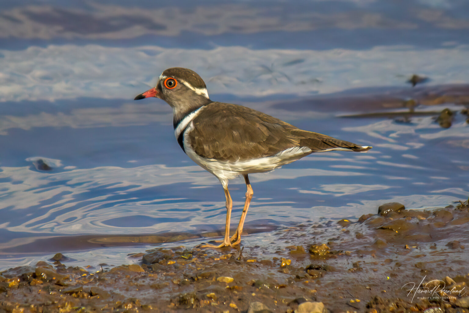 Three-banded Plover (Thinornis tricollaris) @ Mkuze Game Reserve, South Africa. Photo: Håvard Rosenlund