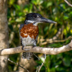 Giant Kingfisher (Megaceryle maxima) - Male @ St Lucia Estuary, South Africa. Photo: Håvard Rosenlund
