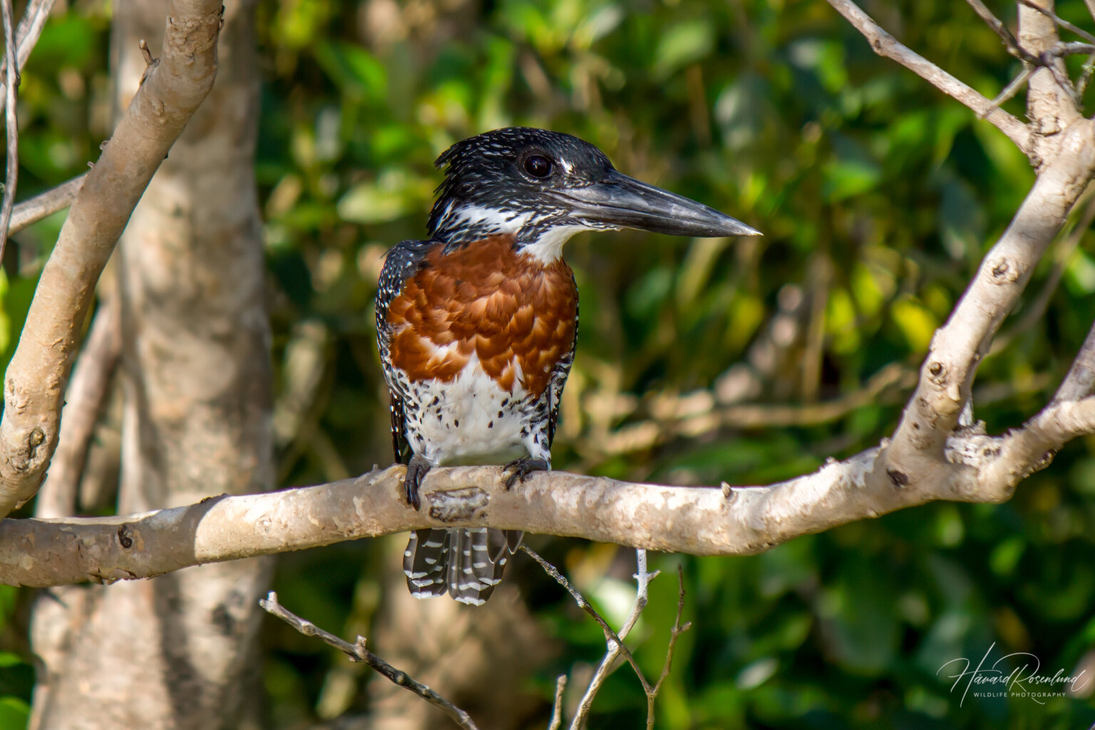 Giant Kingfisher (Megaceryle maxima) - Male @ St Lucia Estuary, South Africa. Photo: Håvard Rosenlund