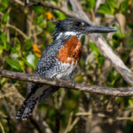 Giant Kingfisher (Megaceryle maxima) - Male @ St Lucia Estuary, South Africa. Photo: Håvard Rosenlund