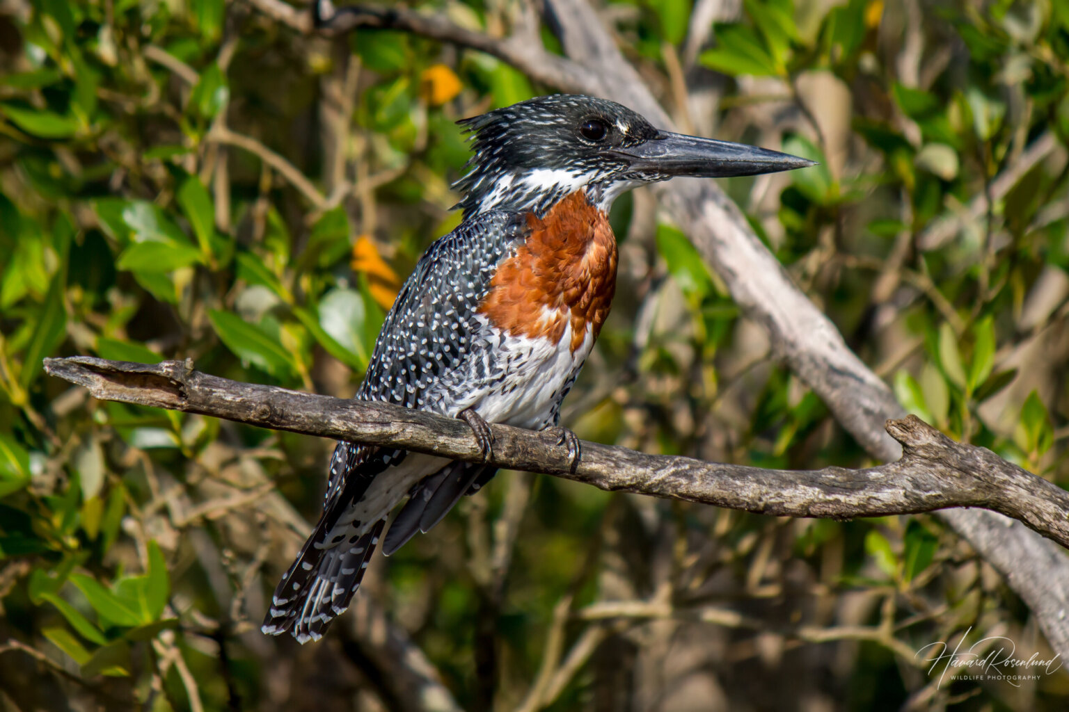Giant Kingfisher (Megaceryle maxima) - Male @ St Lucia Estuary, South Africa. Photo: Håvard Rosenlund