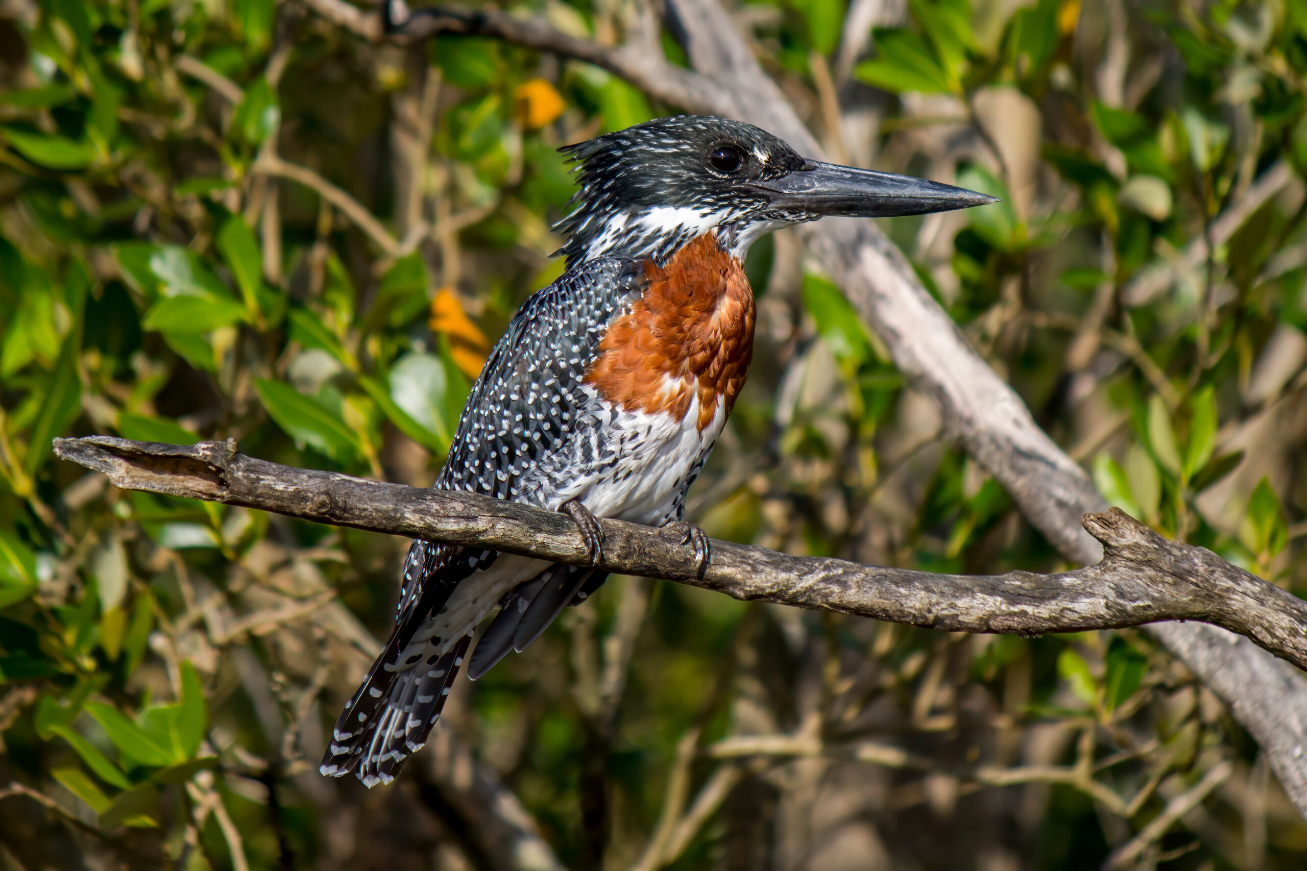 Kjempeisfugl (Megaceryle maxima) - Hannfugl @ St Lucia Estuary, Sør-Afrika. Foto: Håvard Rosenlund