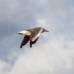 Grey-headed Gull (Chroicocephalus cirrocephalus) - Breeding @ St Lucia Estuary, South Africa. Photo: Håvard Rosenlund