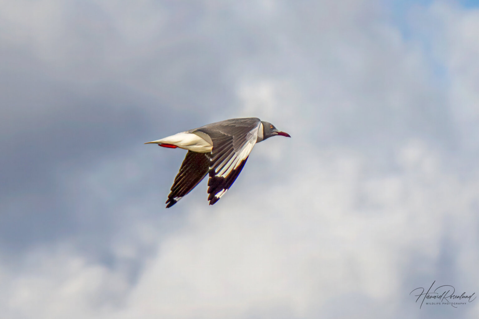Grey-headed Gull (Chroicocephalus cirrocephalus) - Breeding @ St Lucia Estuary, South Africa. Photo: Håvard Rosenlund