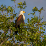 African Fish Eagle (Icthyophaga vocifer) @ St Lucia Estuary, South Africa. Photo: Håvard Rosenlund