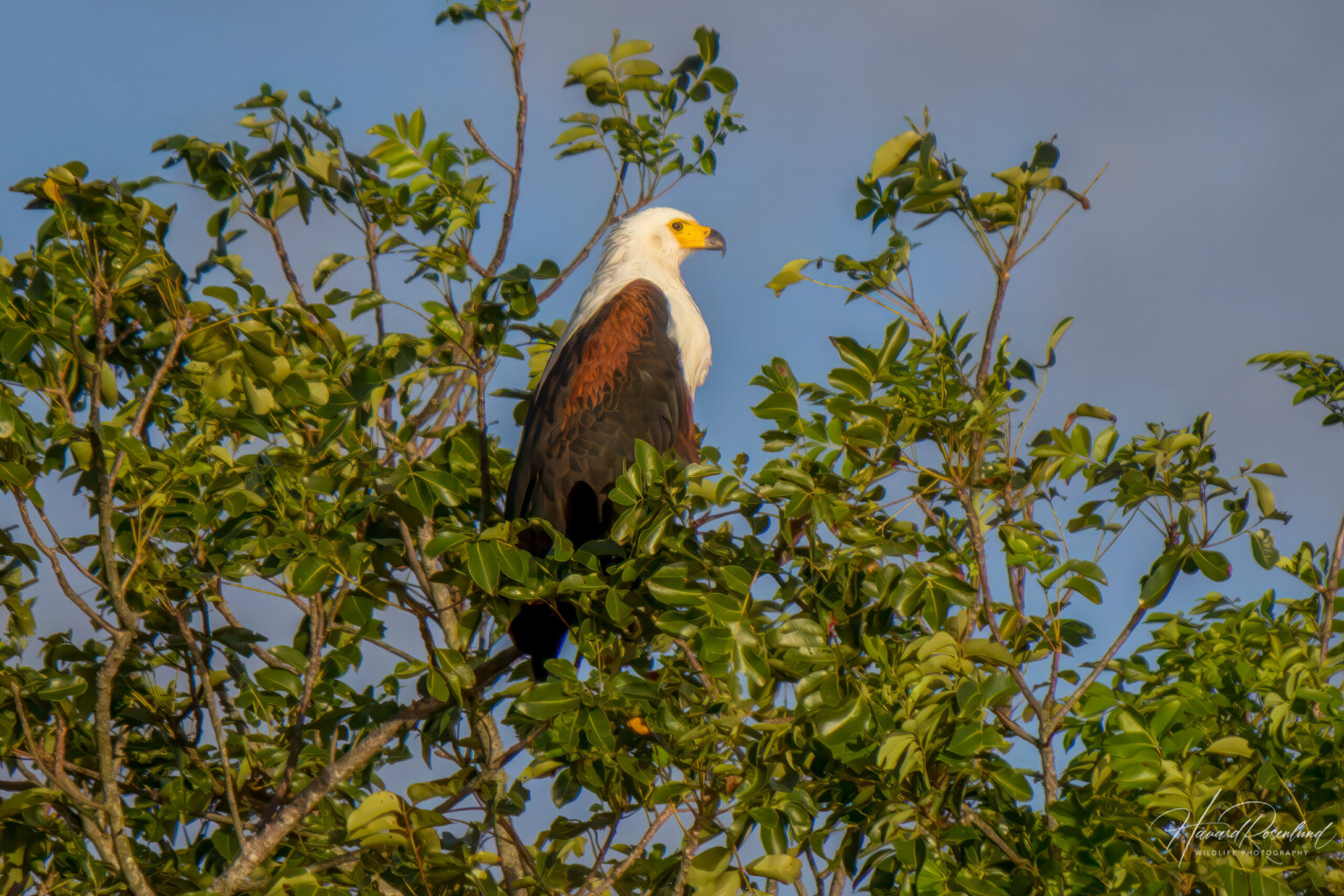 African Fish Eagle (Icthyophaga vocifer) @ St Lucia Estuary, South Africa. Photo: Håvard Rosenlund