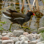 Common Moorhen (Gallinula chloropus) @ Fornebu, Norway. Photo: Håvard Rosenlund