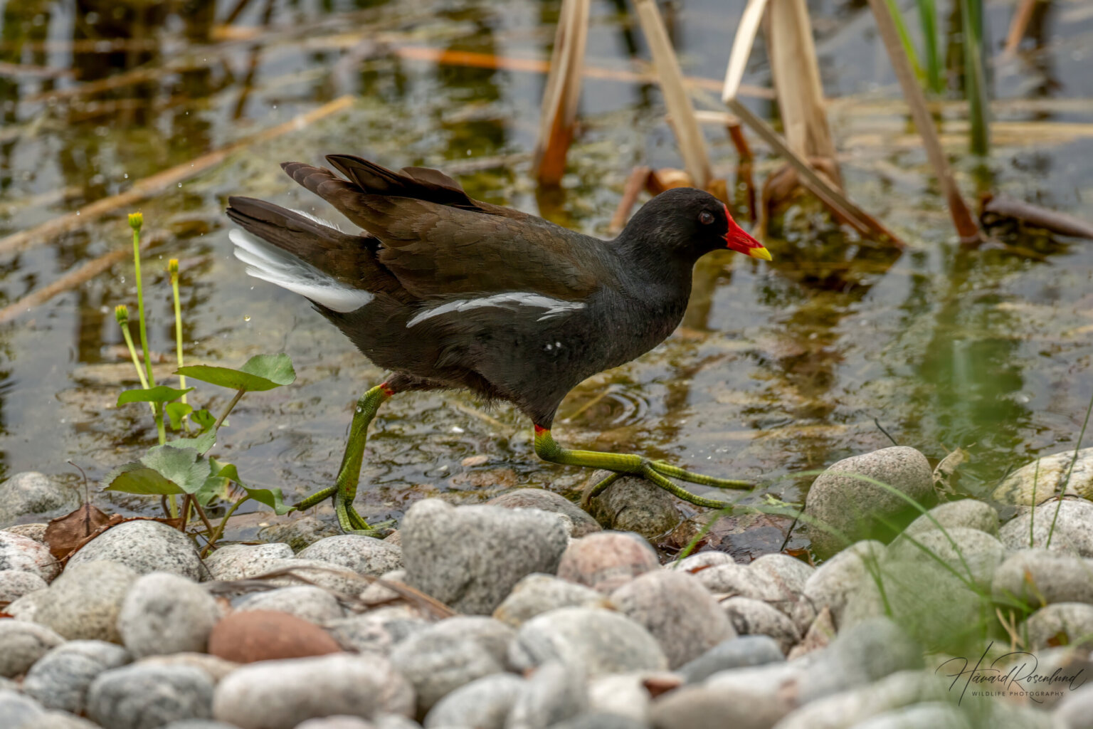 Common Moorhen (Gallinula chloropus) @ Fornebu, Norway. Photo: Håvard Rosenlund