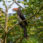 Crowned Hornbill (Lophoceros alboterminatus) @ St Lucia Estuary, South Africa. Photo: Håvard Rosenlund
