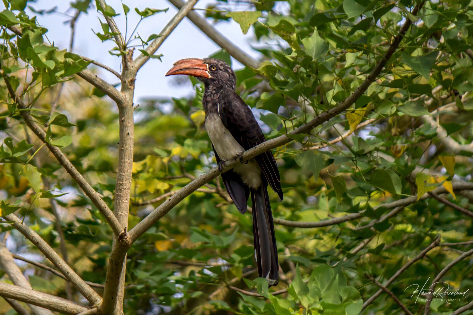 Crowned Hornbill (Lophoceros alboterminatus) @ St Lucia Estuary, South Africa. Photo: Håvard Rosenlund