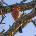 African Hoopoe (Upupa africana) @ Hluhluwe-iMfolozi Park, South Africa. Photo: Håvard Rosenlund