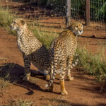 Cheetah (Acinonyx jubatus) @ Thanda Private Game Reserve, South Africa. Photo: Håvard Rosenlund