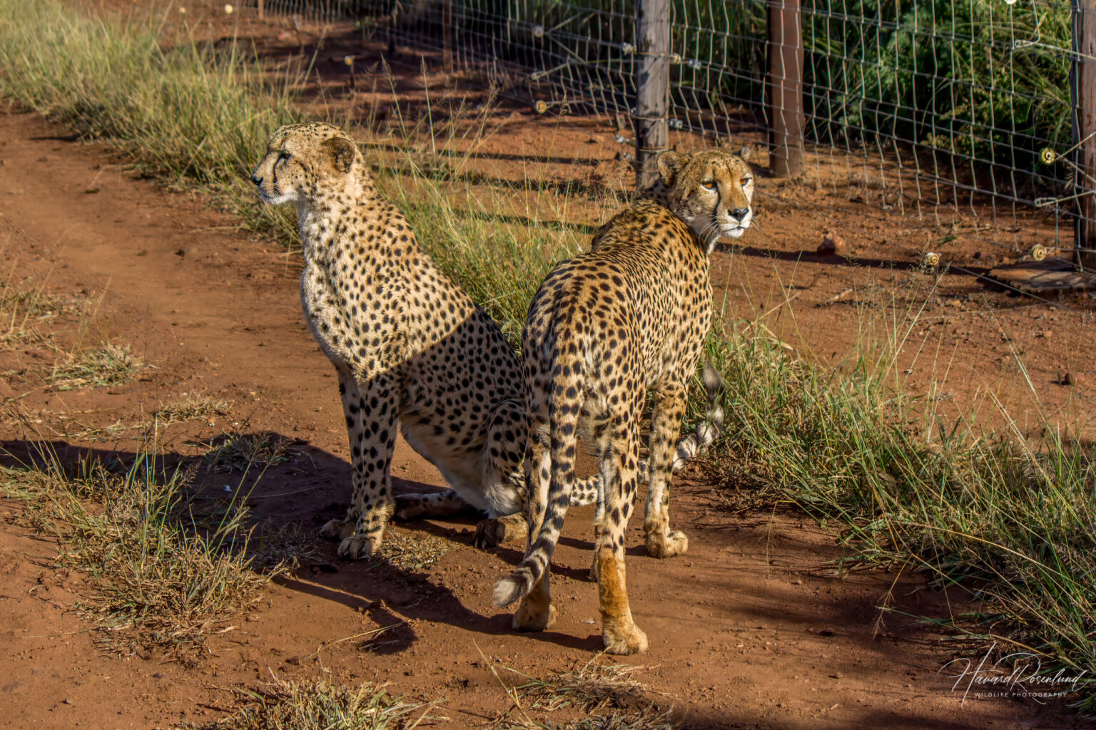 Cheetah (Acinonyx jubatus) @ Thanda Private Game Reserve, South Africa. Photo: Håvard Rosenlund
