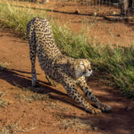 Cheetah (Acinonyx jubatus) @ Thanda Private Game Reserve, South Africa. Photo: Håvard Rosenlund
