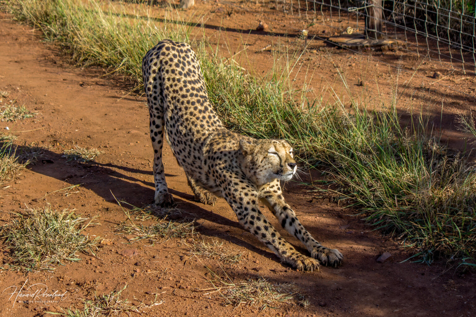 Cheetah (Acinonyx jubatus) @ Thanda Private Game Reserve, South Africa. Photo: Håvard Rosenlund