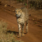 Cheetah (Acinonyx jubatus) @ Thanda Private Game Reserve, South Africa. Photo: Håvard Rosenlund