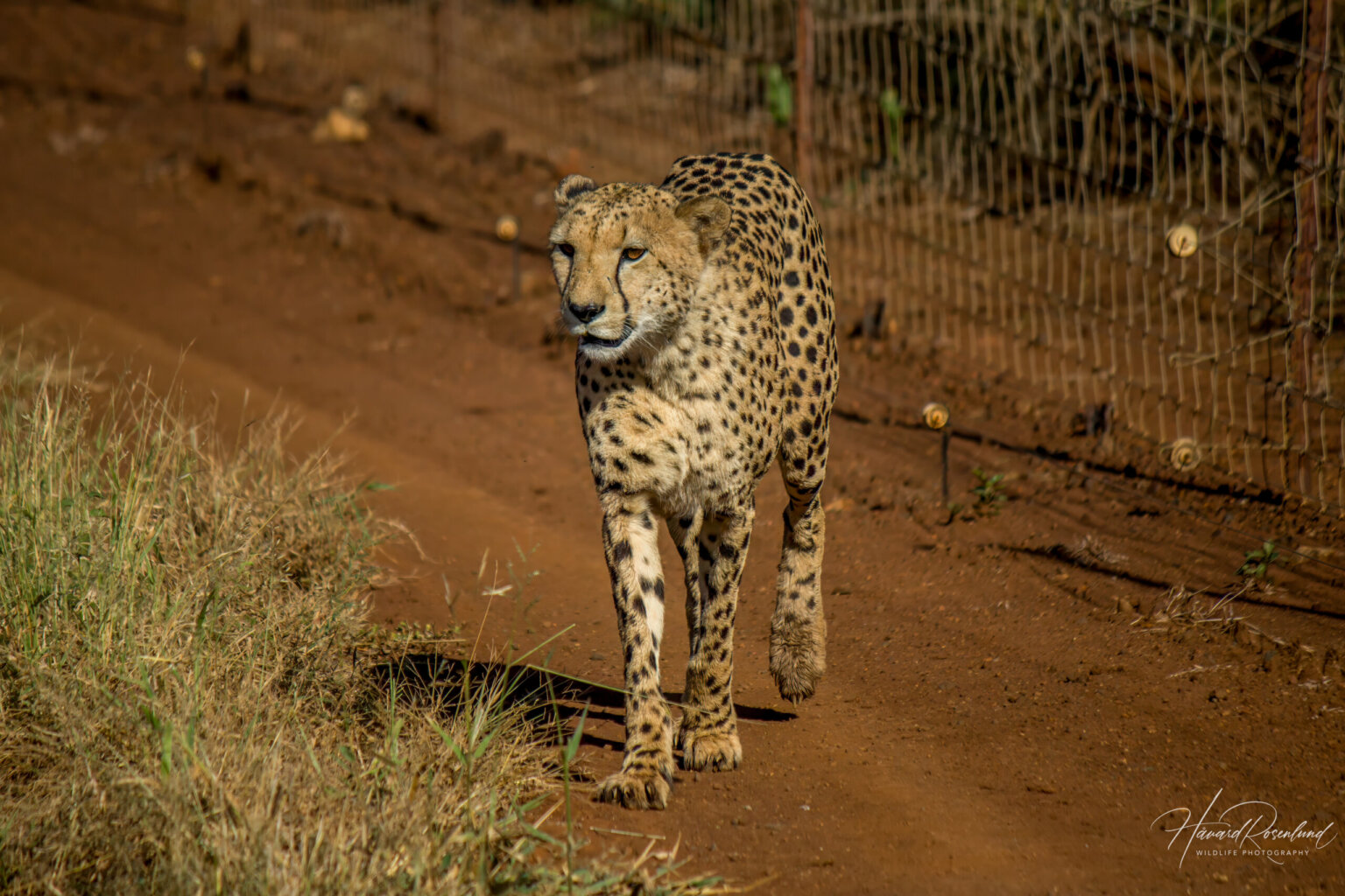 Cheetah (Acinonyx jubatus) @ Thanda Private Game Reserve, South Africa. Photo: Håvard Rosenlund